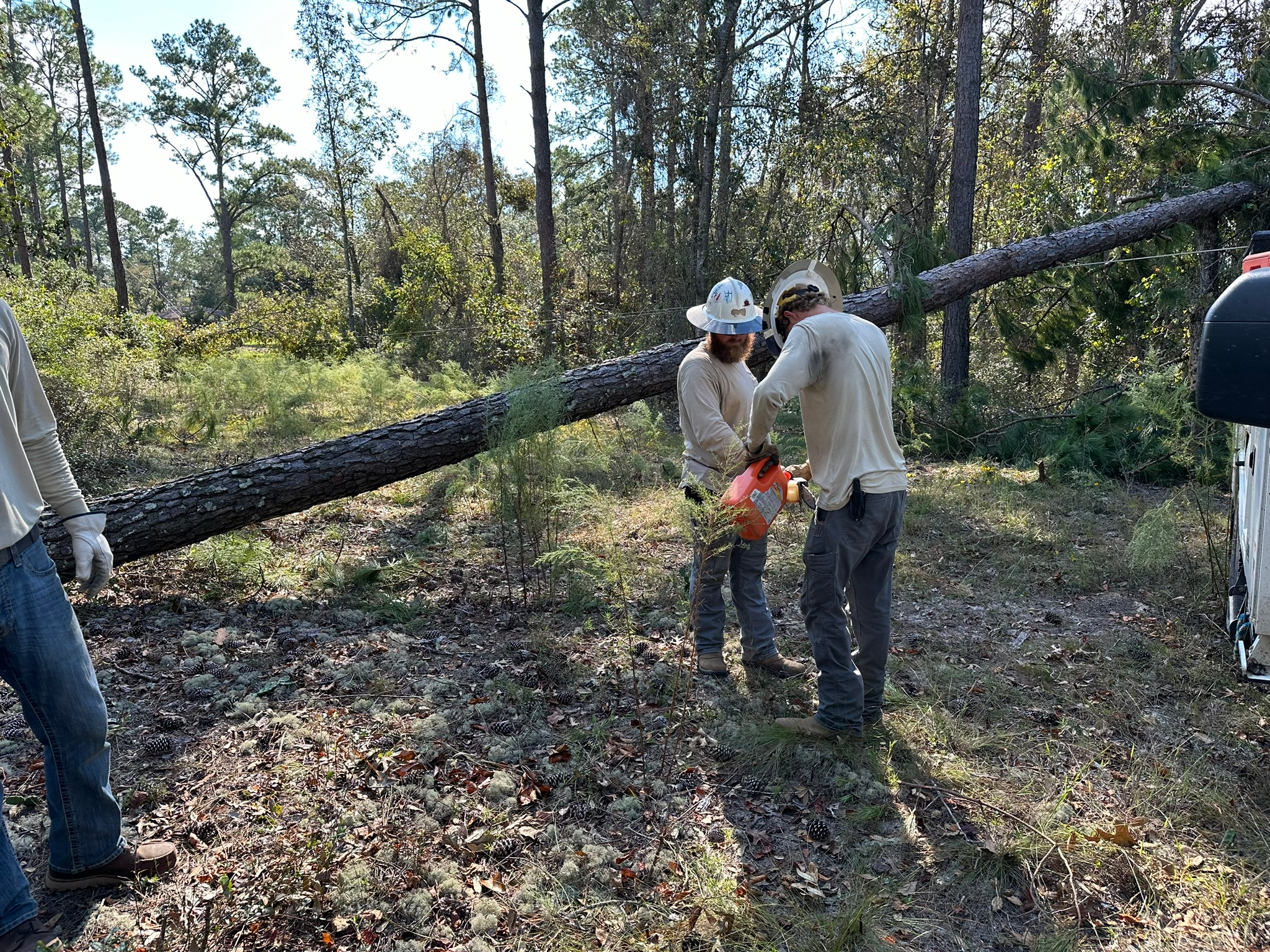 two guys cutting tree